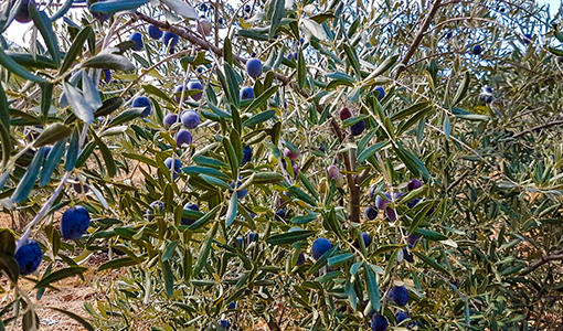 Oliven Herkunft Türkei | Der Olivenbauer