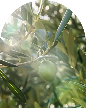 Oliven auf dem Baum in der Türkei